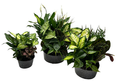 5" Dish Garden Clear Liner (Box of 20)